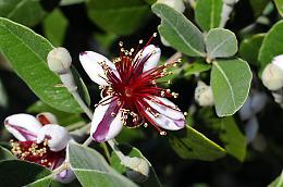 Feijoa Sellowiana o Acca Sellowiana