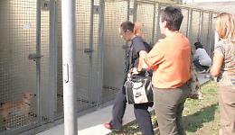 Canile, il Comune andrà al Consiglio di Stato