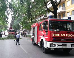 Viale Repubblica, cadono rami: strada chiusa per l'intervento