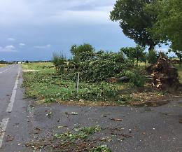 Temporale e raffiche di vento, albero cade sulla strada