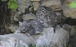 Al Parco Faunistico "Le Cornelle" sono nati due cuccioli di Leopardo delle nevi