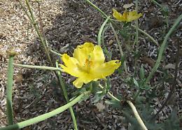 Papavero Giallo o Papavero Cornuto