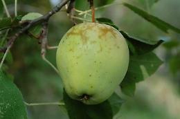 Malus communis pumila  o Mela cul di somaro