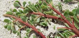 Portulaca Orlacea o Erba Grassa