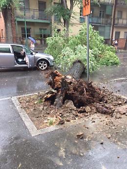 FOTO Pianta su un'auto, tragedia sfiorata in via Giuseppina a Cremona