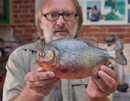 Casalese pesca un piranha in un canale