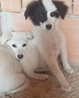 Due fratellini in cerca di casa