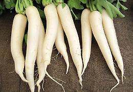 Daikon o Ravanello Giapponese