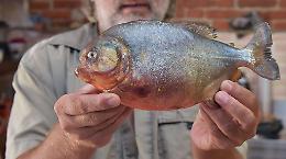 "Il piranha è morto assiderato",  esposto in procura