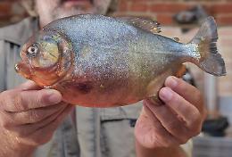 Piranha, esposto in procura
Daolio: iniziativa incredibile e assurda