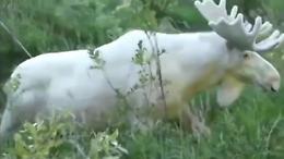 Svezia, filmato raro esemplare di alce bianco