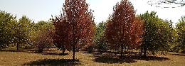 Le piante del Parco della vita muoiono di sete