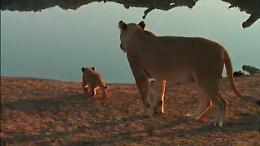 Sudafrica, la pazienza della leonessa: il cucciolo non si allontana dall'acqua 