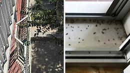 Palazzo invaso dagli insetti: "Non ne possiamo più"