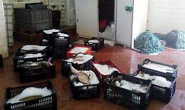 Blitz anti bracconaggio, sequestri e denunce