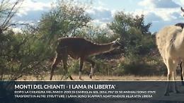 Chianti, i lama dell'ex Parco Zoo di Cavriglia vivono in libert&agrave;