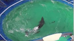 Lolita, l'orca lasciata a Miami in balia dell'uragano Irma