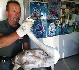 Cigno con l'ala spezzata salvato dalla polizia provinciale