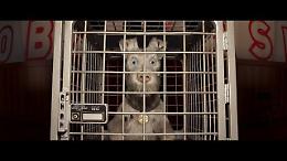 'Isle of dog', ecco il trailer del nuovo film di Wes Anderson
