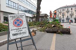 Piazzale della stazione, è iniziato il taglio dei tigli 