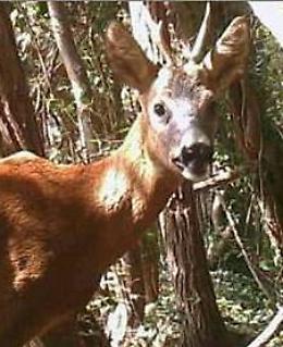Volpi stabili, crescono caprioli e scoiattoli