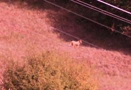 Grosso felino in Val d'Aveto: c'è chi sostiene sia un puma, allerta per fungaioli e turisti