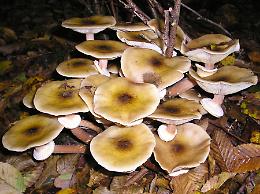 Funghi, tre casi d'intossicazione a Cremona e Crema