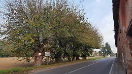 FOTO  Gli alberi monumentali passano da 300 a dieci 