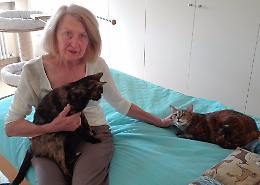 L'appello delle gattare: 'Non riusciamo a sfamare i mici'