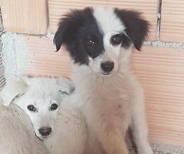 Cani e gatti abbandonati, ora c'è Dogalize