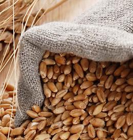 Farina di grano duro Perciasacchi