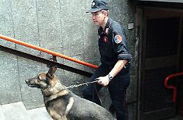 Carabinieri al Pacioli, controlli con i cani antidroga