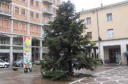 Manca il benefattore, l'albero di Natale lo compra il Comune