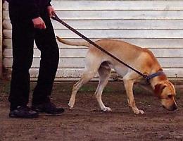 Meticcio sbranato da un altro cane davanti al padrone