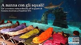 Notte con gli squali