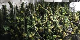 Pistole e piantagione di marijuana: in manette 38enne