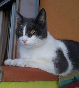 Coccolo, il gatto girolone, è scomparso dal 17 novembre