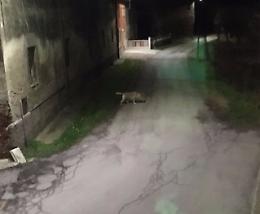 Avvistato un lupo tra le case