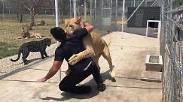 Messico, l'abbraccio della leonessa all'uomo che l'ha adottata