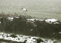 Ibis sacro, avvistata coppia lungo la Melotta