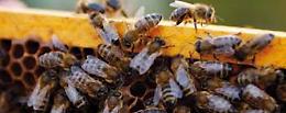 L'Ape Nera Sicula: amica della nostra salute