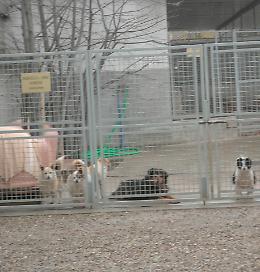 Canile, ora è guerra tra associazioni