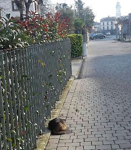 Dopo il cinghiale, nutria nel centro di Piadena