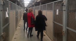 Canile, servizio affidato ad Anpana e aggiudicati i lavori per l'area sanitaria