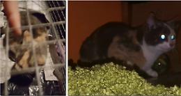 Gatti lasciati al gelo, volontari e animalisti in aiuto