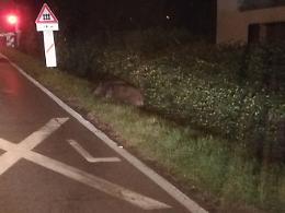Allerta cinghiali, adesso si muovono vicino alla Paullese