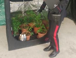 In casa una serra di marijuana