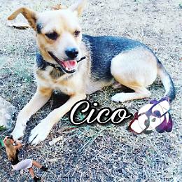 Cico cerca casa