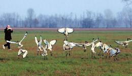 Lo spettacolo ravvicinato di uno stormo di 'Ibis sacri'