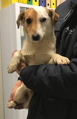 Cani abbandonati, trovati e salvati